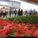 مردم در استقبال از نمایشگاه گل و گیاه، گل کاشتند